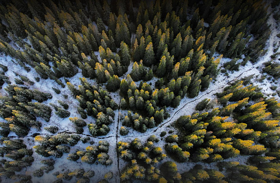 Дистанционный мониторинг использования лесов: с начала года объем незаконных рубок снизился на 29%